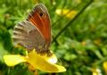 Coenonympha pamphilus